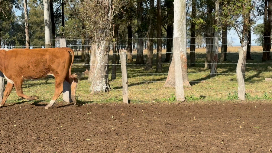Lote 4 Novillos faena en Corrientes, Paso de Los Libres