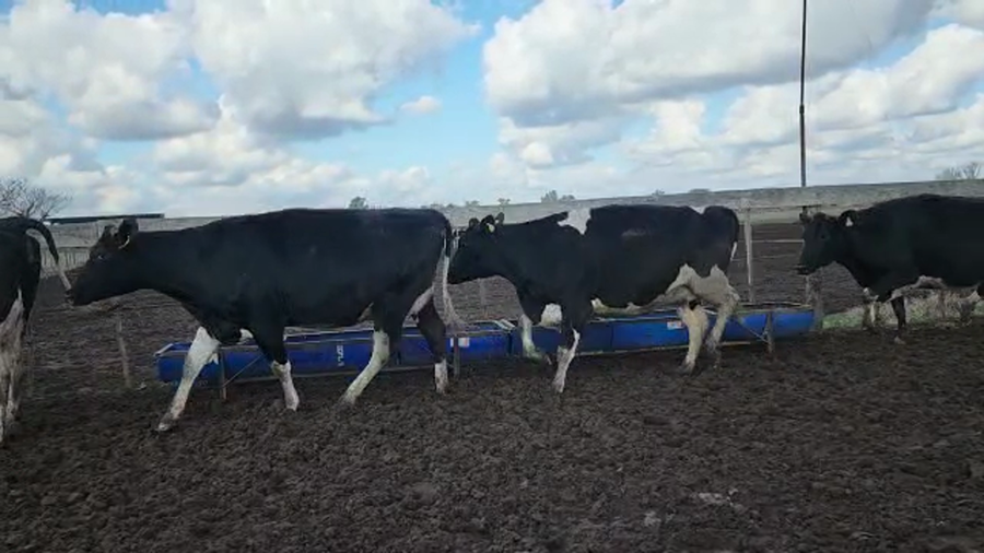 Lote Agrop. Don Bartolome