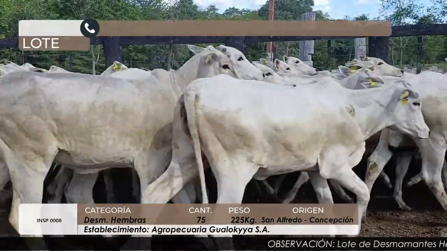 Lote DESM HEMBRAS CBO 4