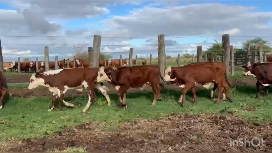 Lote 160 Castrados en Corrientes, Saladas