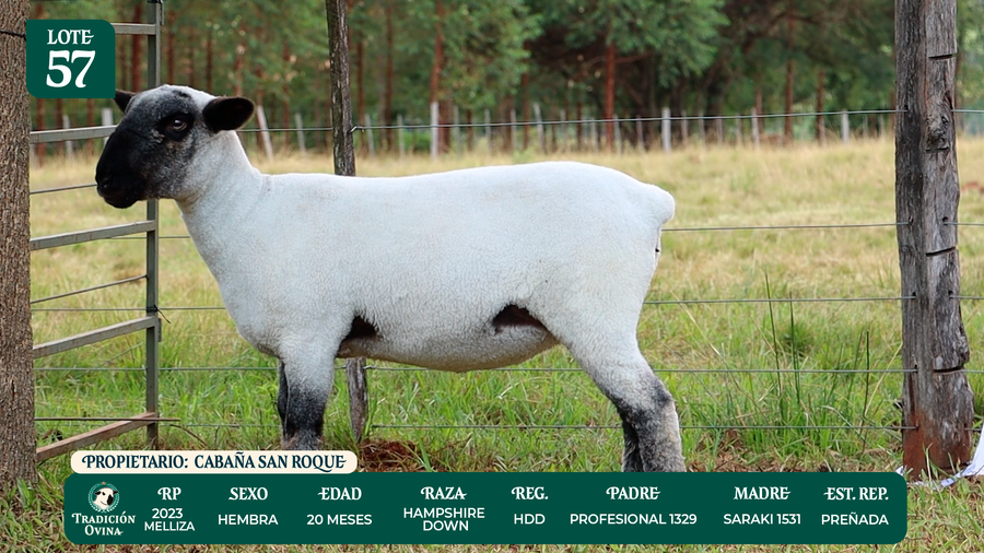 Lote LOTE 57