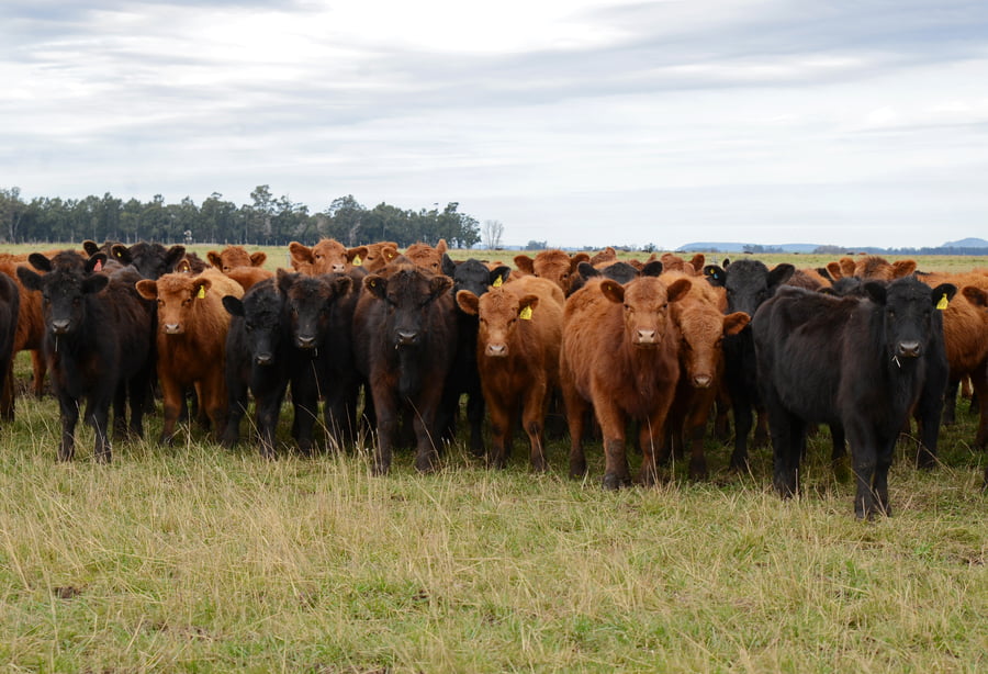 Lote Vientres Para Entorar Generales coloradas