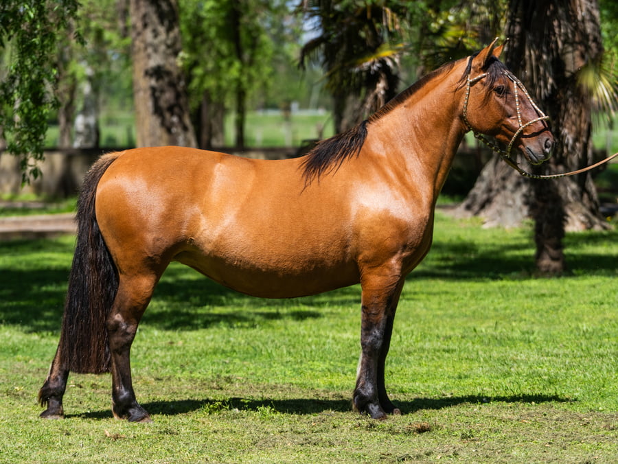 Lote Yanca Joyita