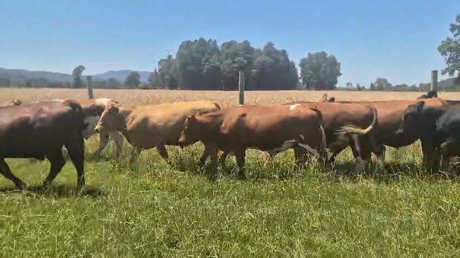 Lote 55 Novillo Engorda en Mariquina, XIV Región Los Ríos