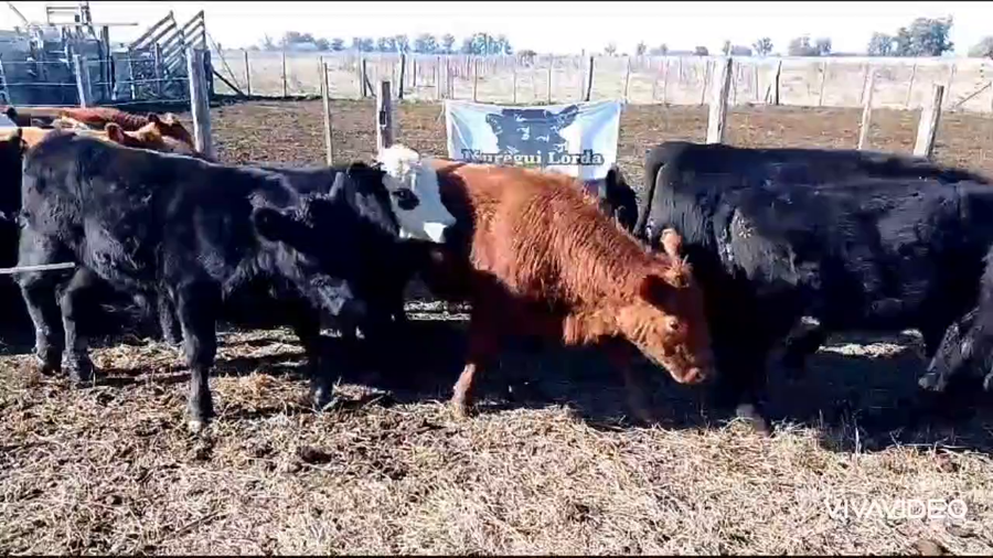 Lote 51 Terneros/as en Cañuelas, Buenos Aires