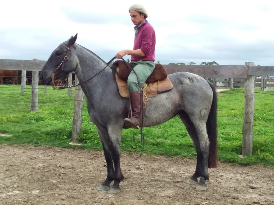 Lote Cabaña "El Aguila" - RP 837 - Torcaza D'aguila