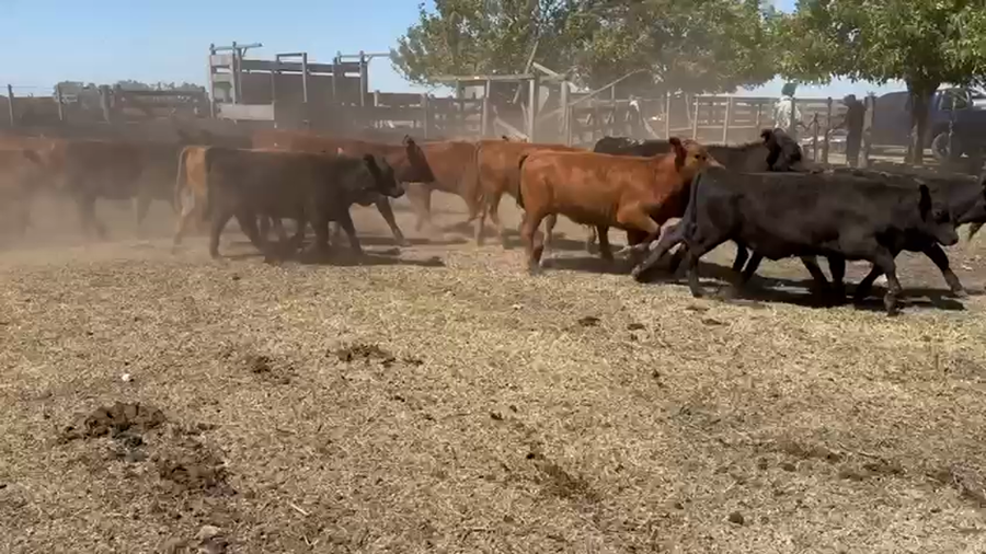 Lote 120 Terneras en Azul