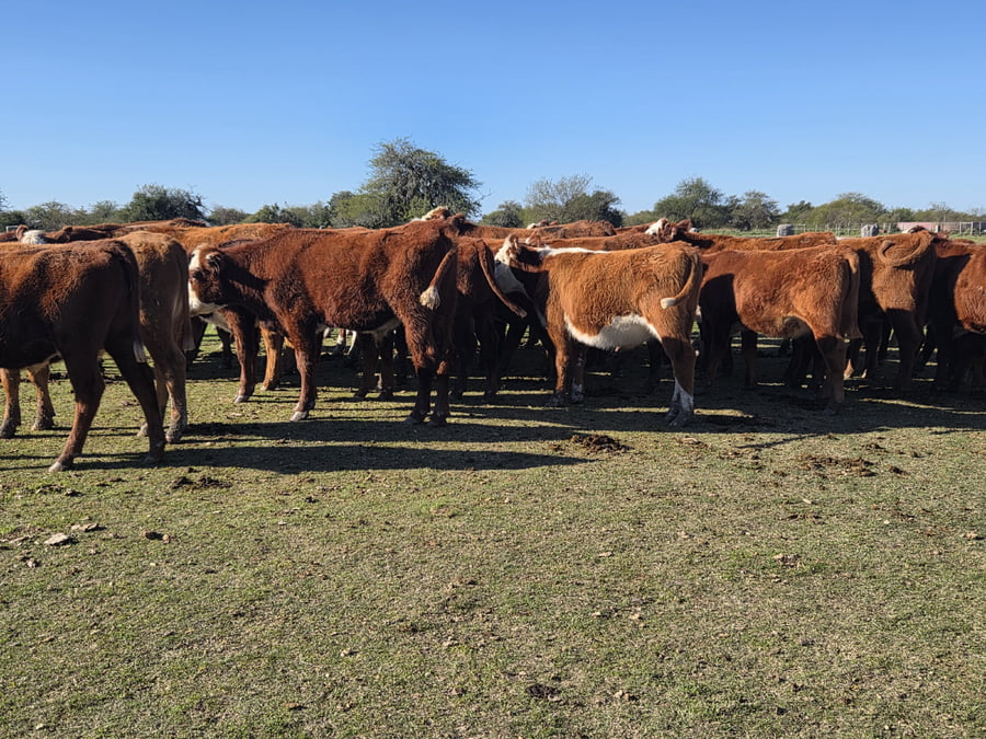 Lote 60 Novillitos