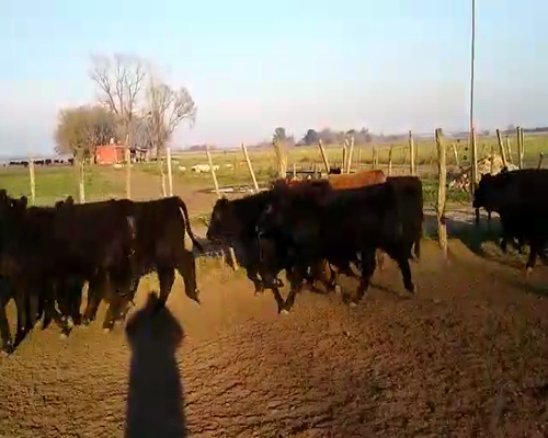 Lote 30 Novillitos en San Andrés de Giles, Buenos Aires