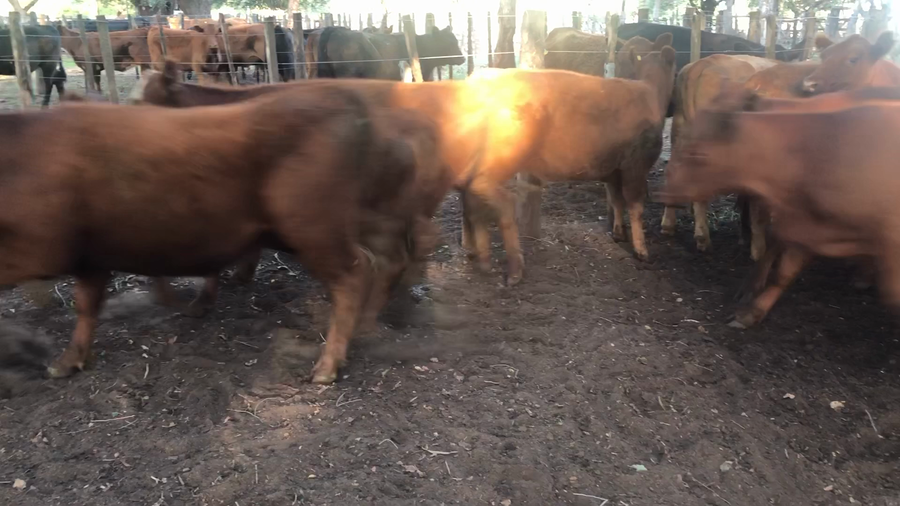 Lote 14 Terneras en Daireaux, Buenos Aires