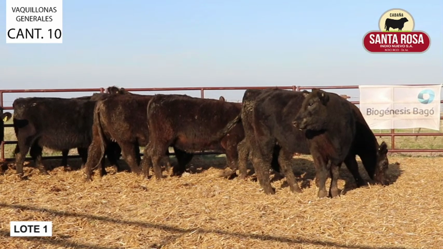 Lote VAQUILLONAS PREÑADAS SANTA ROSA