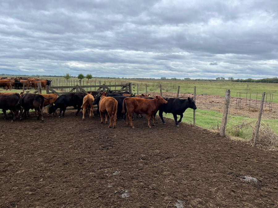 Lote 18 TERN. MACHOS, NAVARRO, BS. AS.