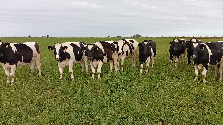 Lote 15 Novillos y Novillitos Holando Argentino en Col. Bossi, Santa Fe