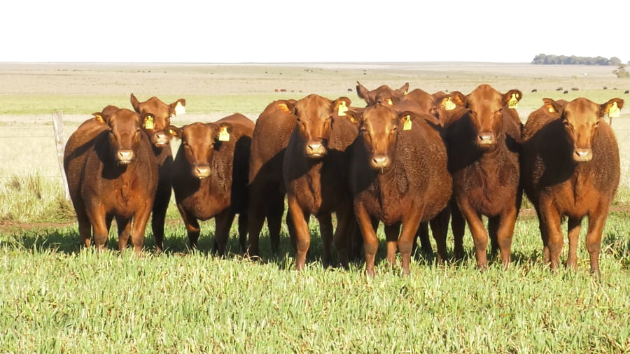 Lote LA LEGUA: VAQ.  ANGUS COLORADAS  P. CONTROLADAS C/GTÍA DE PREÑEZ