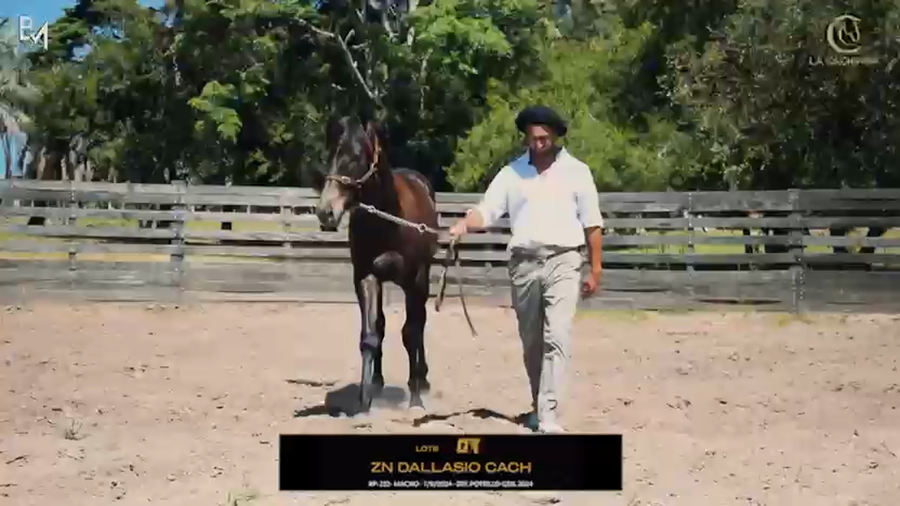 Lote ZN DALLASIO CACH