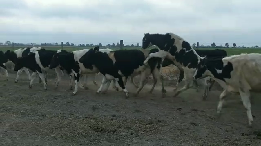 Lote 45 Novillitos Holando Argentino en Morteros, Córdoba