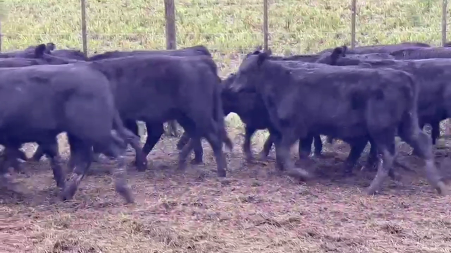 Lote 62 TERNS. MACHOS, CNEL. SUAREZ, BS. AS.