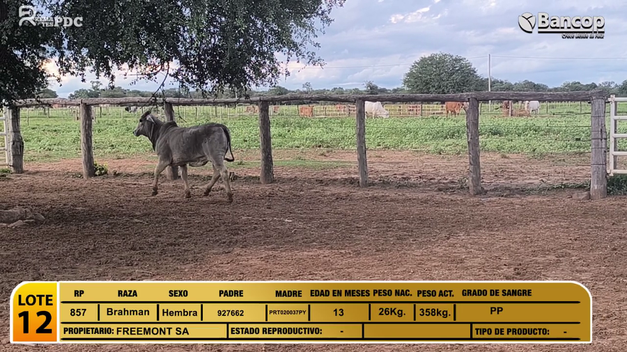 Lote Desmamantes hembras Brahman a remate en Viernes 30 de mayo- Remates PDC, Boquerón