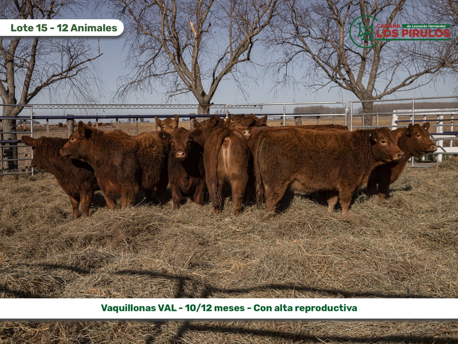 Lote VAQUILLONAS V.A.L. (Vientre Aprobado Limangus)