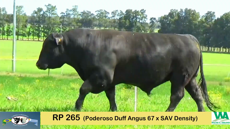 Lote PODEROSO 67/265