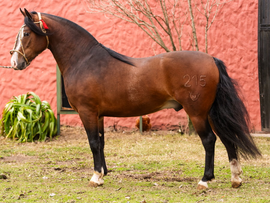 Lote Guirita Jupiter