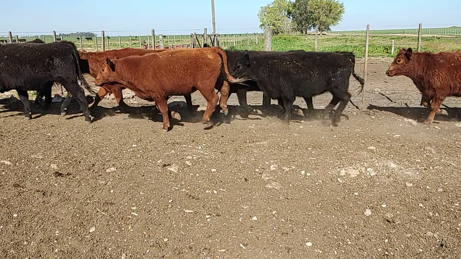 Lote 157 Novillitos en Coronel Suarez, Buenos Aires