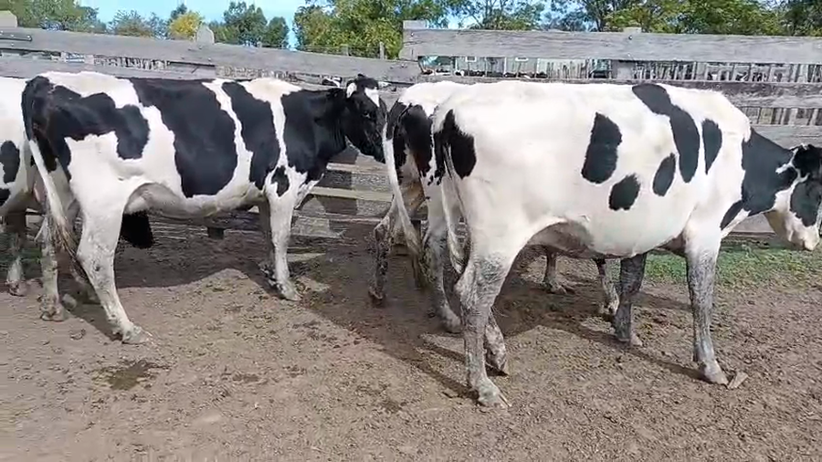 Lote 4 Vaca a remate en Pantalla Camy - Aniversario 31 Años 550kg - , San José