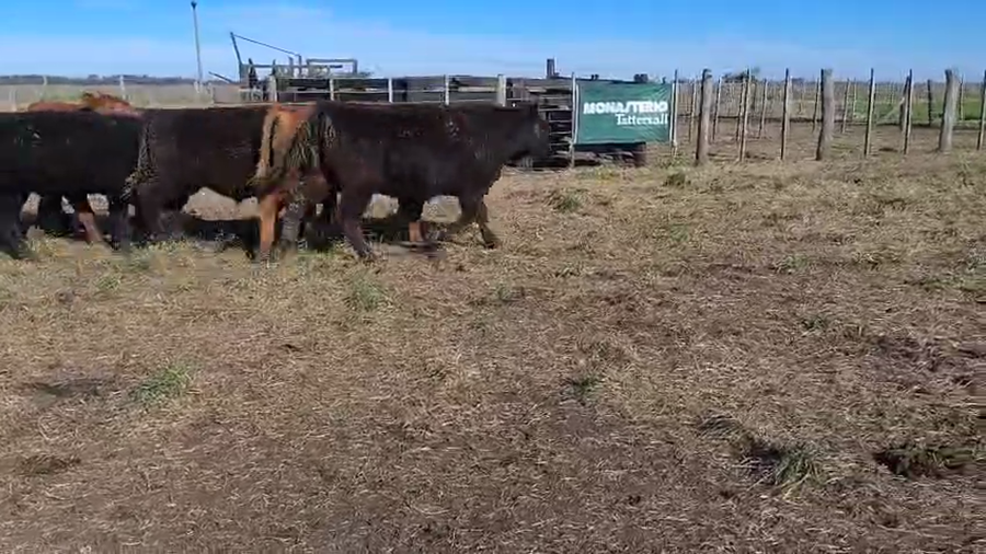 Lote 103 Novillitos en Coronel Vidal