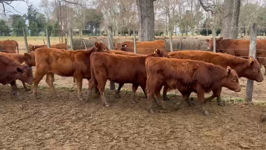 Lote 70 Terneros/as en Buenos Aires