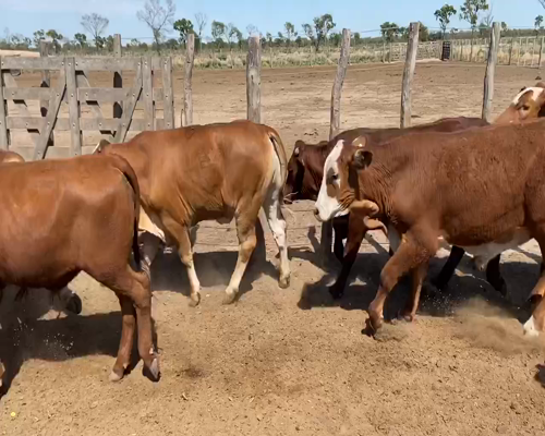 Lote 120 Novillitos en Bandera, Santiago del Estero