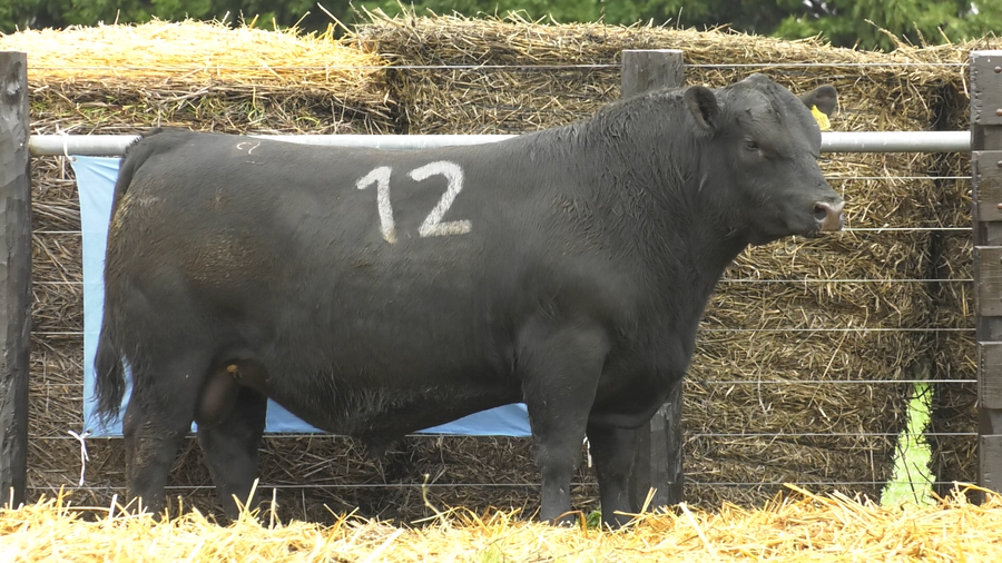 Lote TOROS ANGUS PURO CONTROLADO