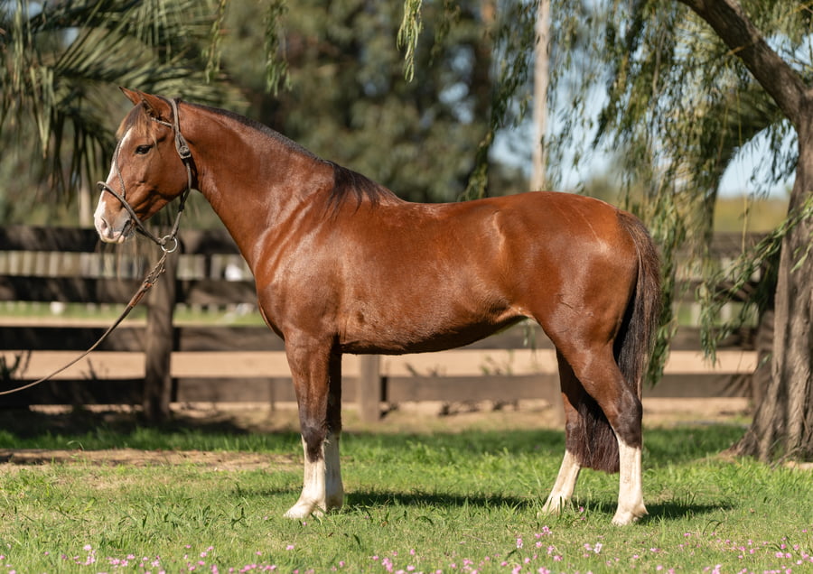 Lote Averías Escupeta