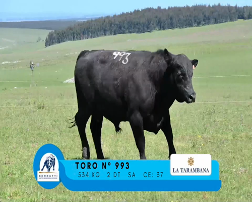 Lote TORO 993