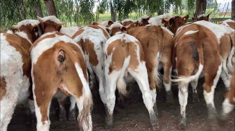 Lote 35 Novillo Engorda en María Pinto, Región Metropolitana