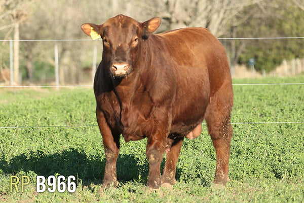 Lote 3 TOROS PUROS DE PEDIGREE