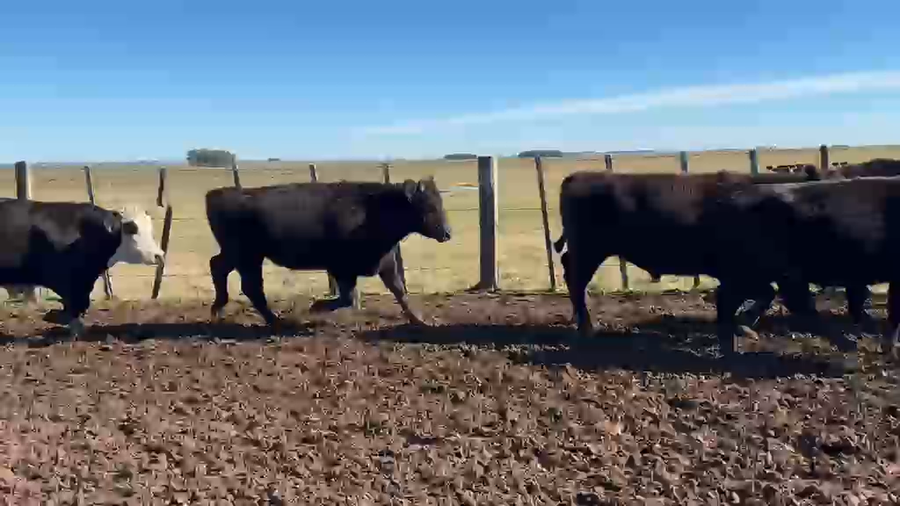 Lote 50 Novillos a remate en Feria General - Cardozo Negocios Rurales 385kg - , Rivera
