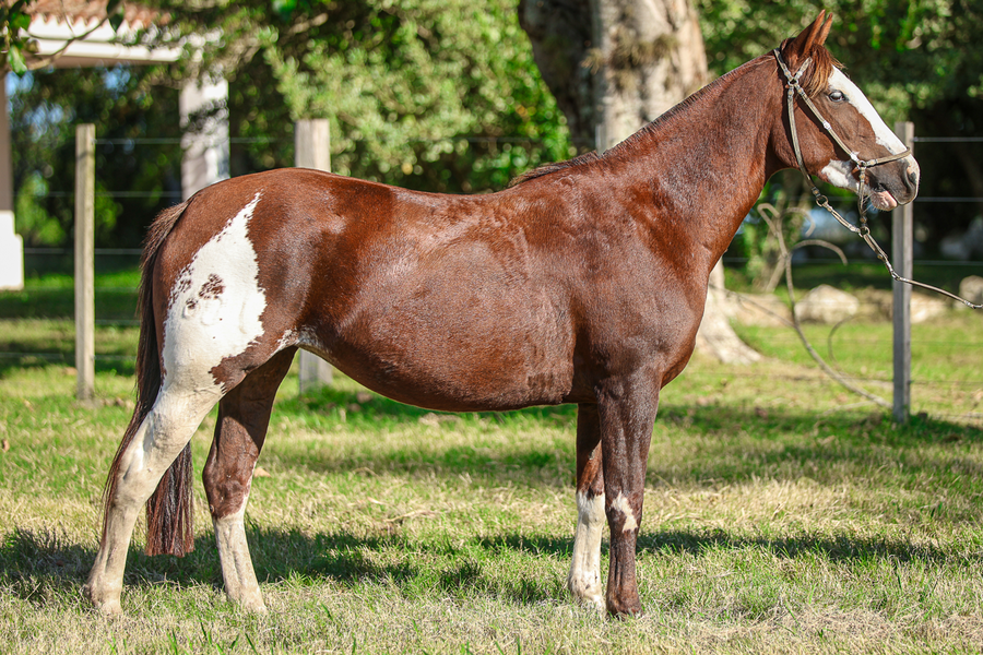 Lote CATANDUVA HASTA LA VICTORIA SIEMPRE