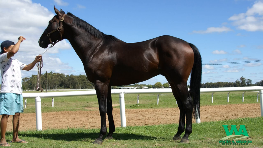 Lote ANTONIO BANDERAS