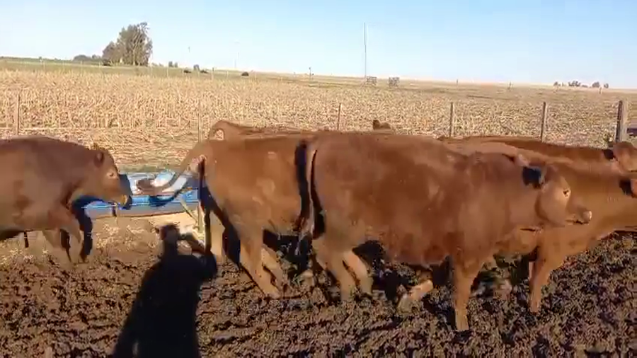 Lote 35 Novillitos y Vaquillonas