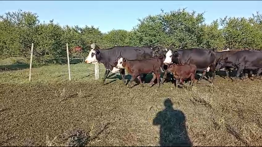 Lote 140 Vacas medio uso C/ cria