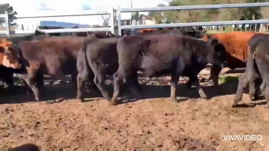 Lote 37 Terneros en Gral. Guido, Buenos Aires