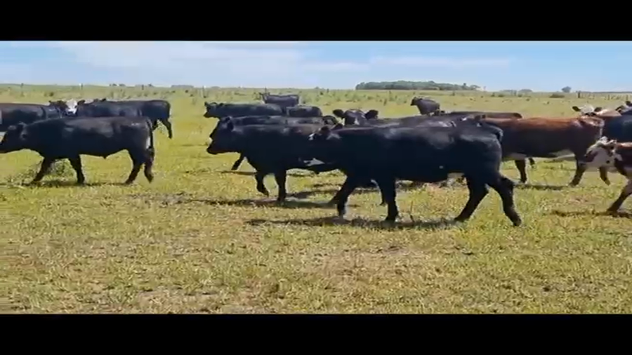 Lote 186 Novillitos y vaquillonas