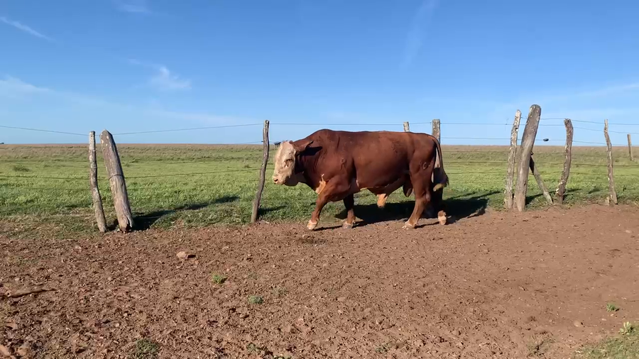 Lote 15 Toros en Corrientes, Mercedes