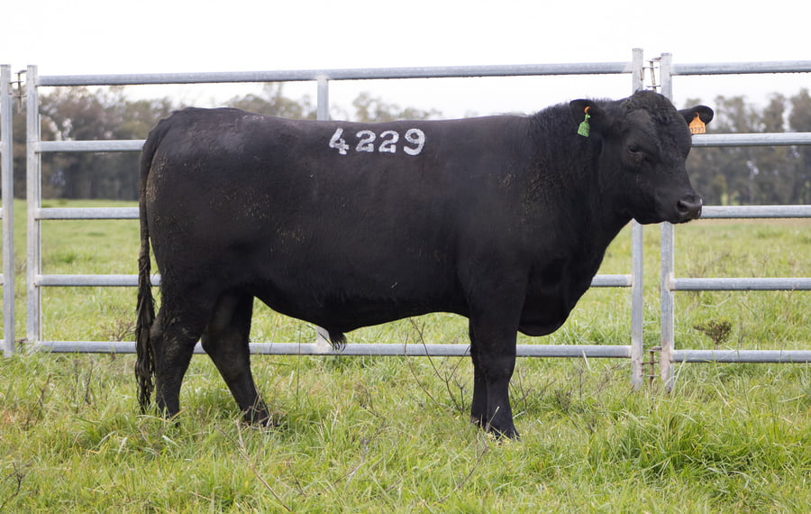 Lote ABERDEEN ANGUS SA - Angus NEGROS