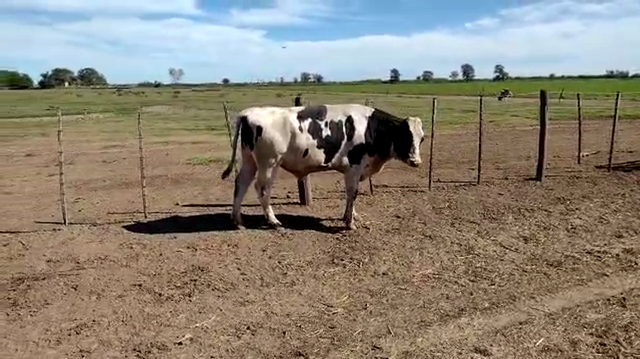Lote 1 Toros en Col. Aldao, Santa Fe