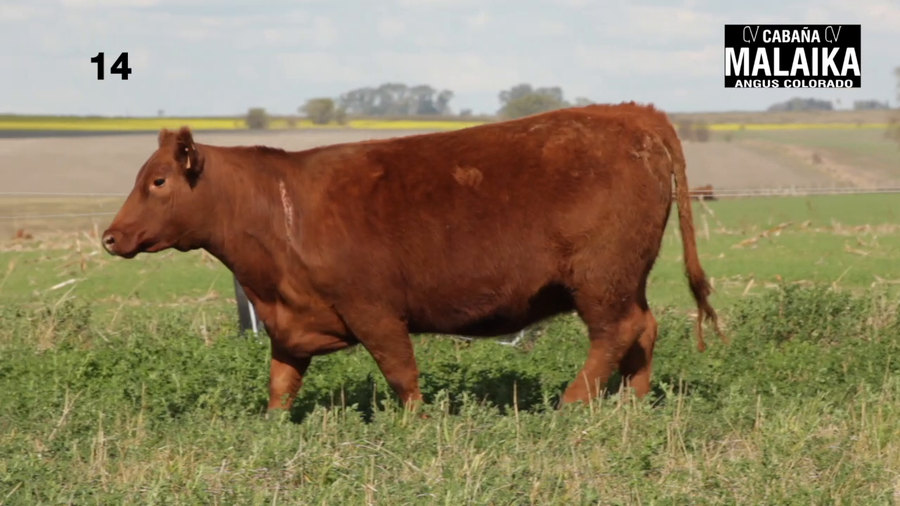 Lote "VAQUILLONA  PURA DE PEDIGREE ""CABAÑA MALAIKA"""