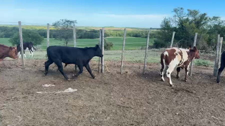 Lote TERNEROS Y TERNERAS
