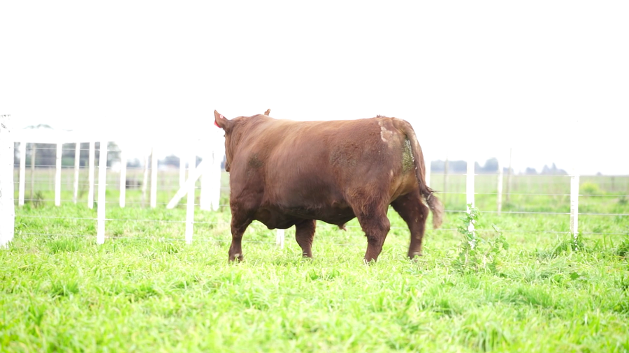 Lote Toros PC Colorado
