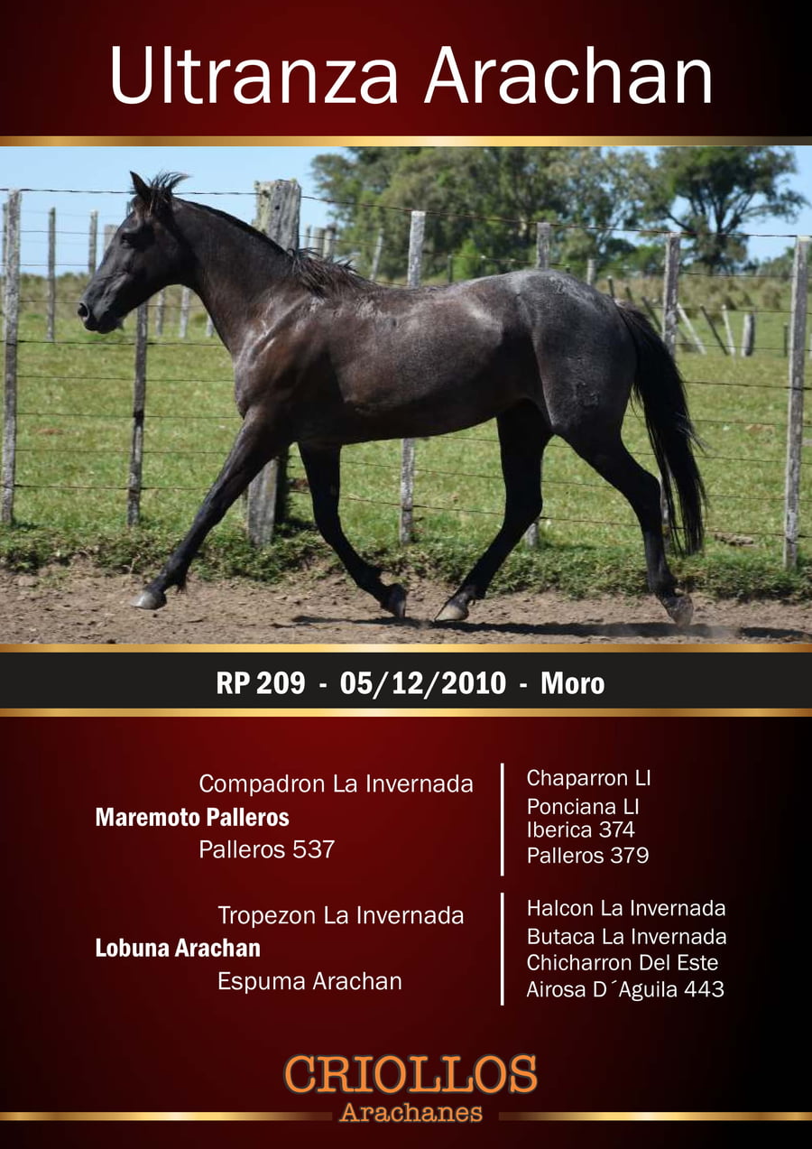 Lote Ultranza Arachán - RP 209