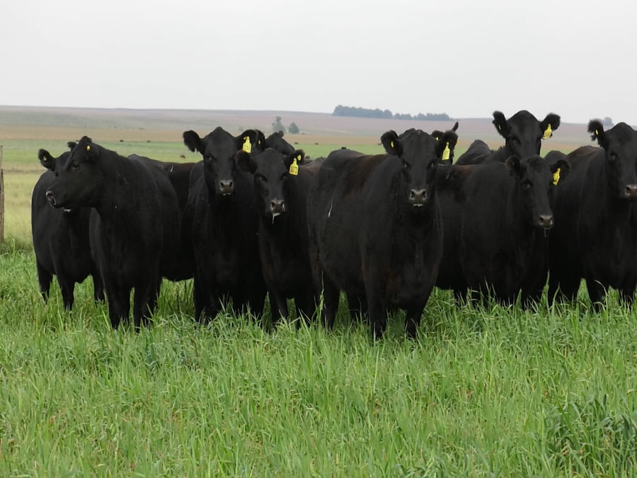 Lote VAQ. ANGUS NEGRAS P. CONTROLADAS C/GTÍA DE PREÑEZ